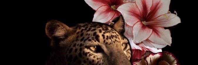 evsaylldrm's profile banner image