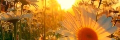 Resistenteato2's profile banner image