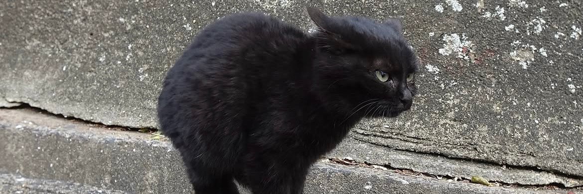 Babebee ʚïɞ banner