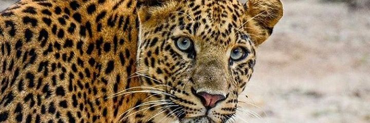 AniketSaharan2's profile banner image