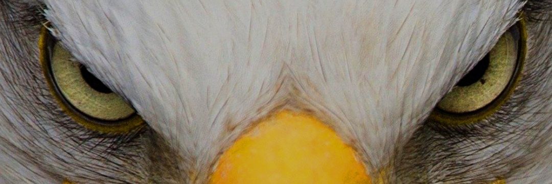 Chris Pavlov banner