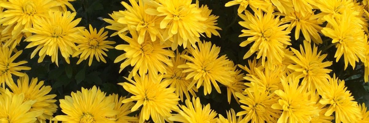 nzhtz's profile banner image