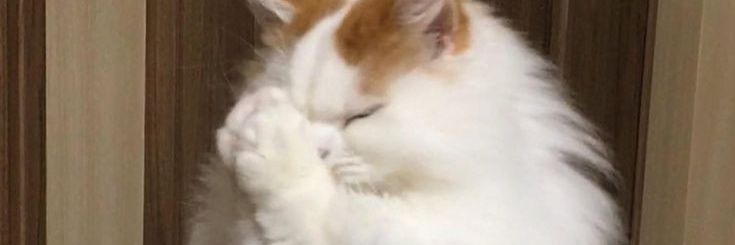 M̶T̶™ banner