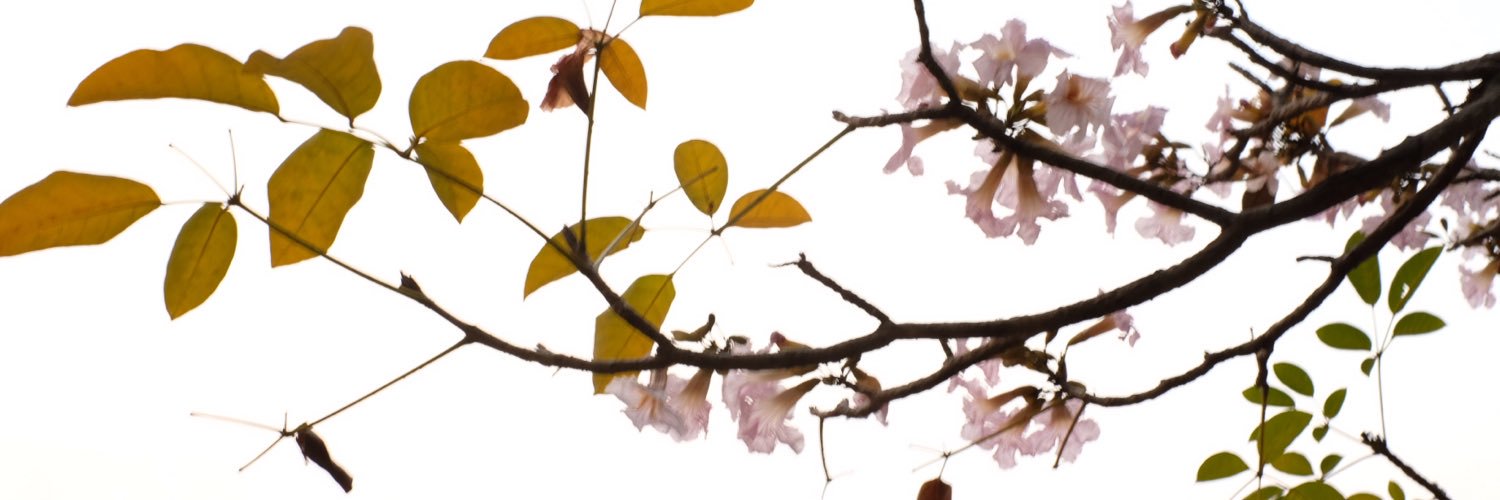 chabaanoi's profile banner image
