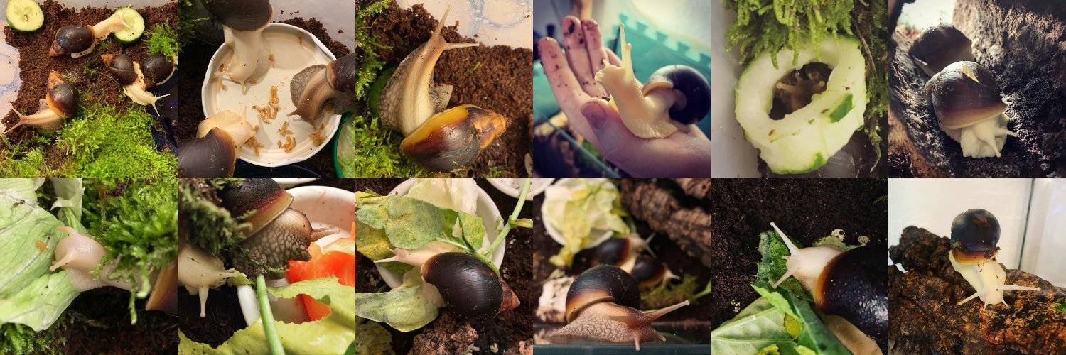SweetGiantSnails banner