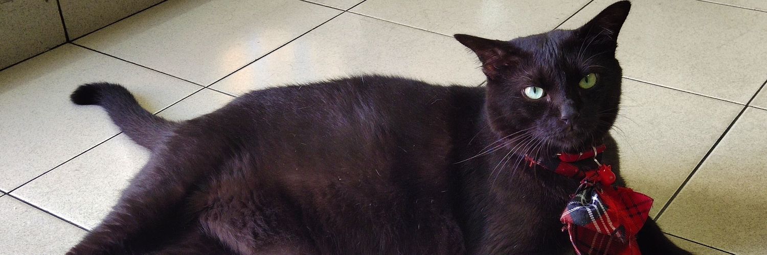 HeiHei_afattyblack cat banner