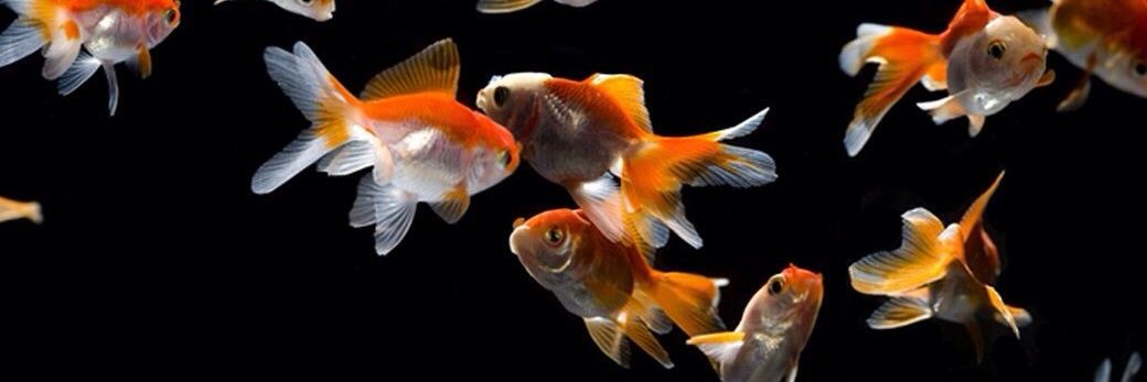 Stace_is_a_fish's profile banner image