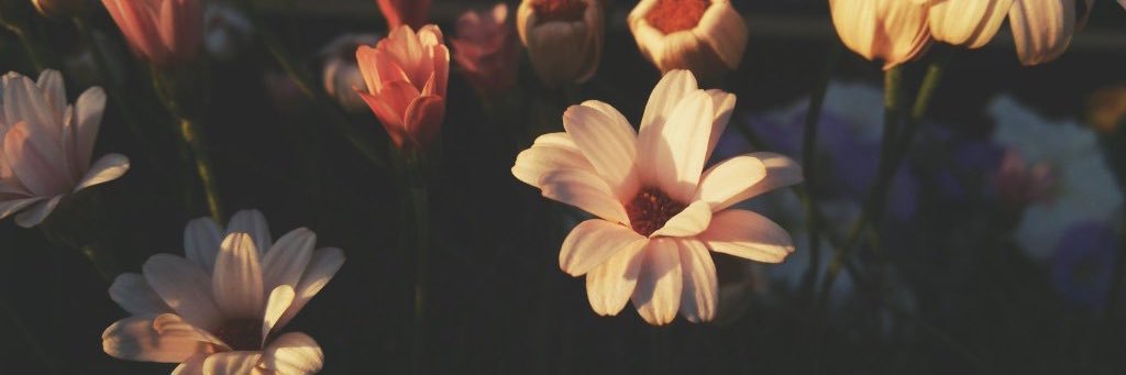 2525chocobeam's profile banner image