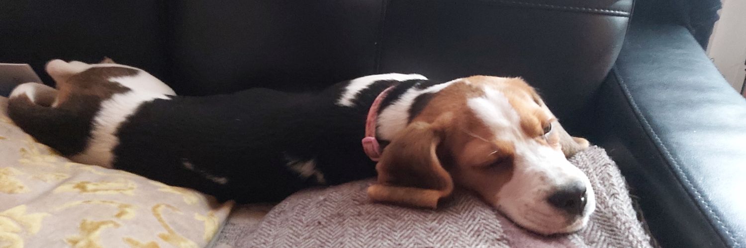 StarTheBeagle's profile banner image