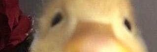 SirPat0's profile banner image