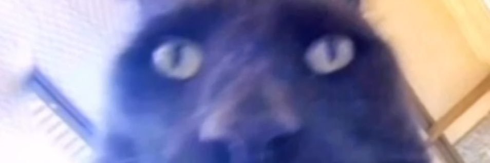 WDibsc's profile banner image