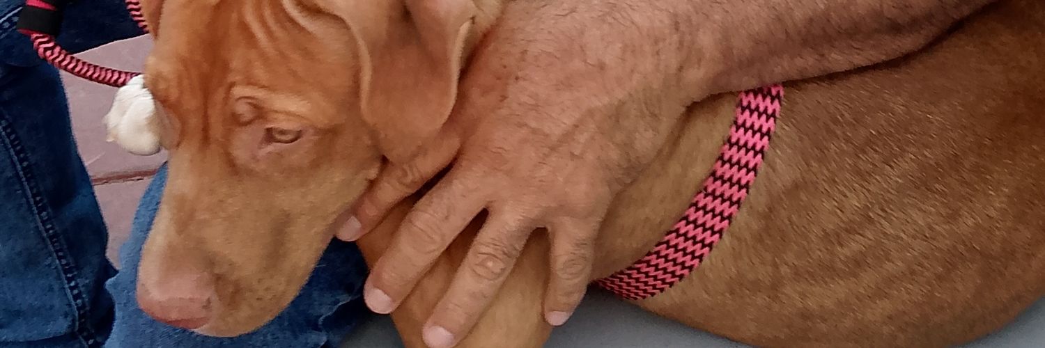 Otro Perro Realengo suelto banner
