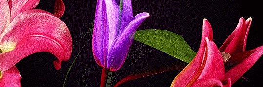 serenamonett's profile banner image