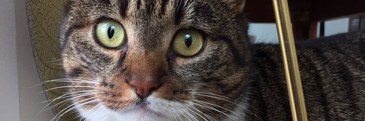 catdog01's profile banner image