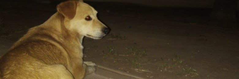 Tuittii1's profile banner image