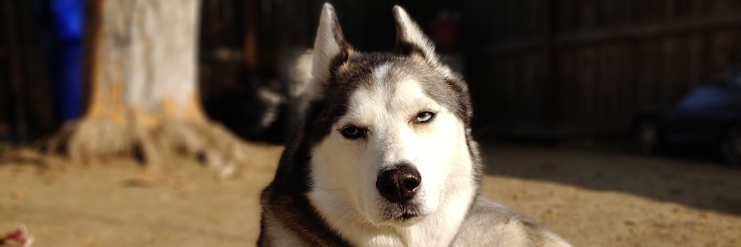 StaticGreyWolf's profile banner image