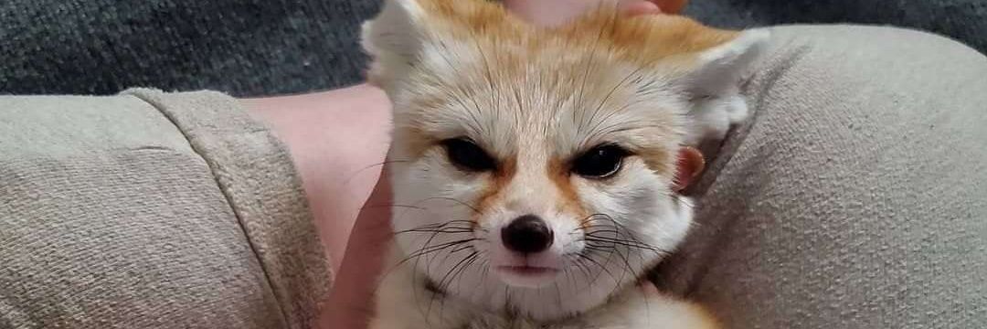 CookieNationJr banner