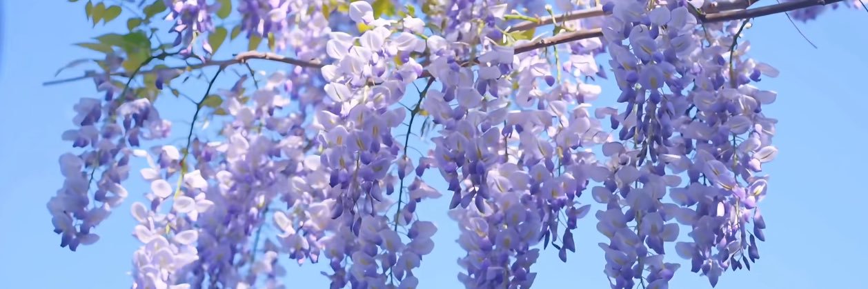 _chatsworth_'s profile banner image