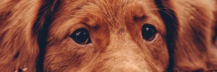 bosnakoglu_z's profile banner image