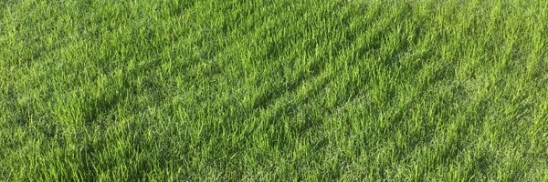 grogreenkevan Profile Banner