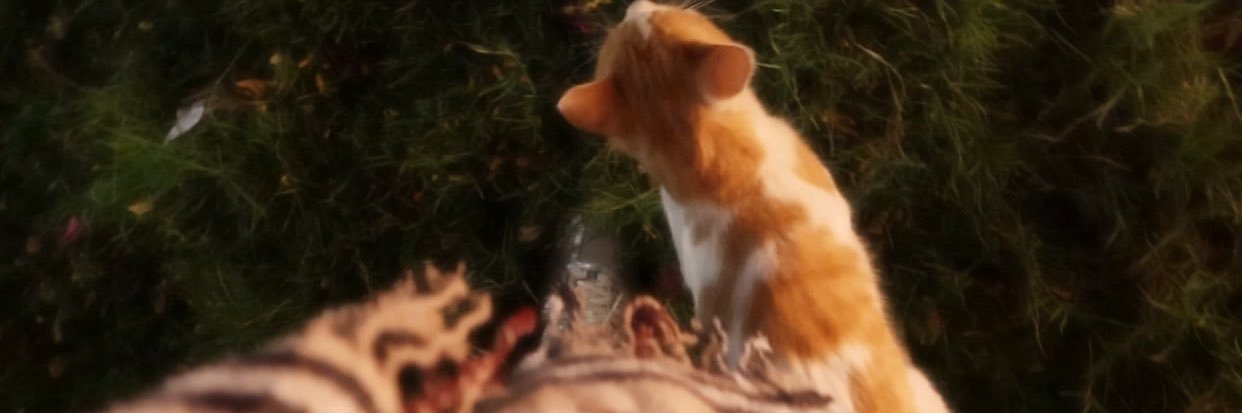 , banner