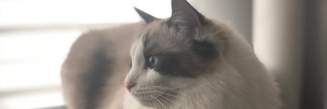 Chutee11's profile banner image
