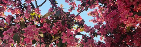 Mirilysw Profile Banner