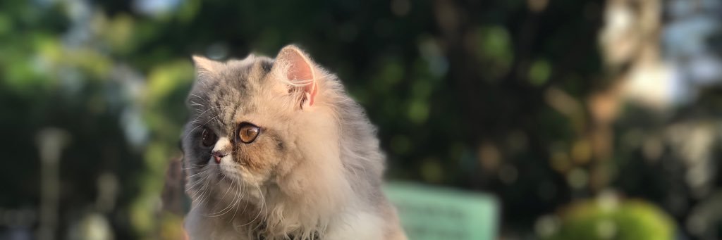cheloclaudya's profile banner image