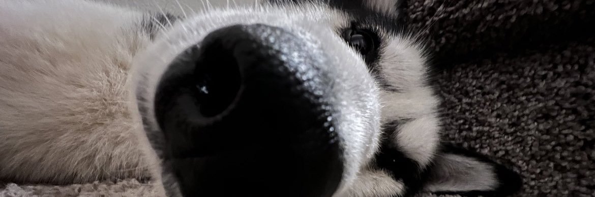 nobody banner