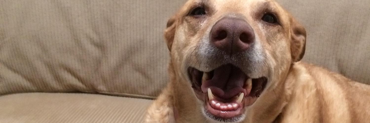 lang_kelsey's profile banner image