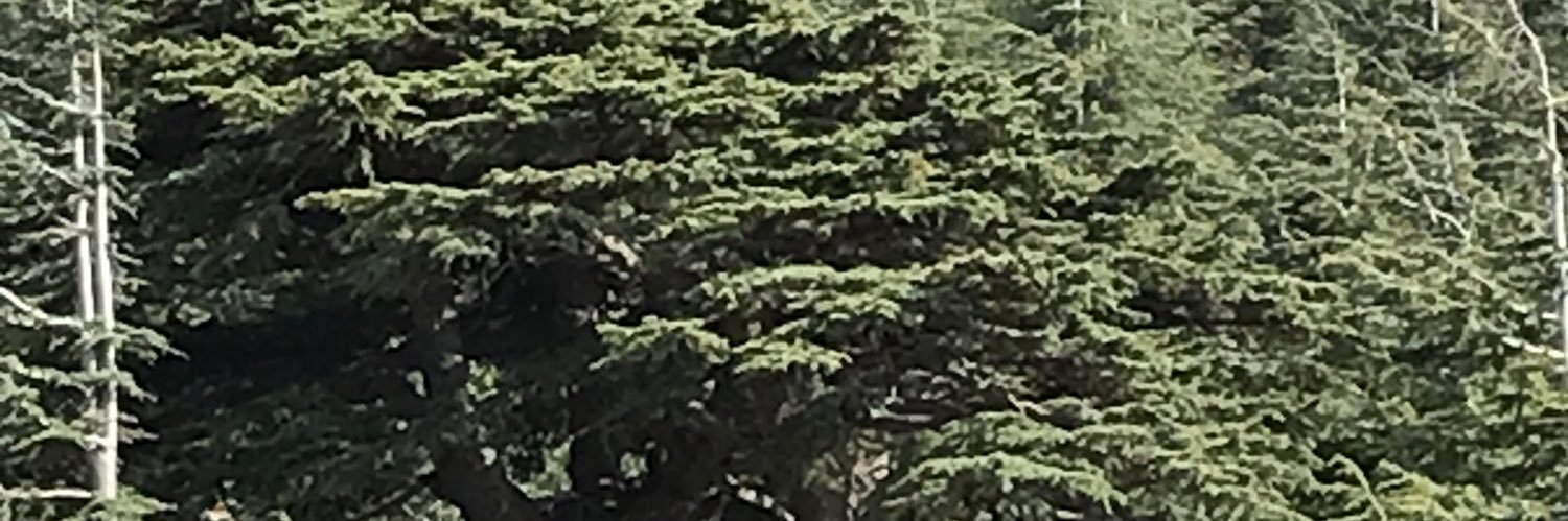 ZWalrus's profile banner image