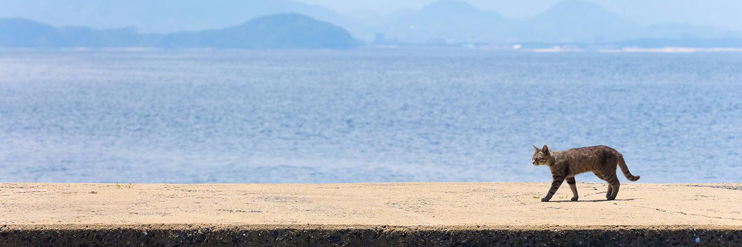 machineko_cat's profile banner image