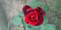 tererjuarez's profile banner image