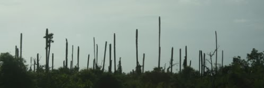 Eelapalan's profile banner image