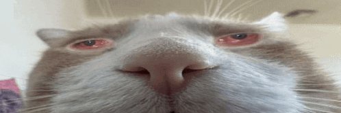 ANTEK ANTEK ASING banner