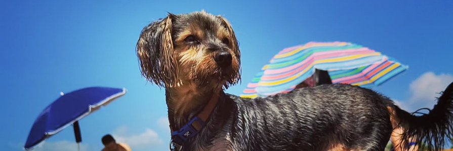 🔱 KIIO 🔱 banner