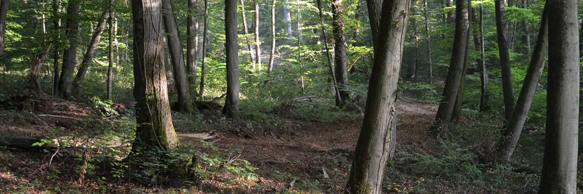 Nancy-Freiburg-Zürich forest research network banner