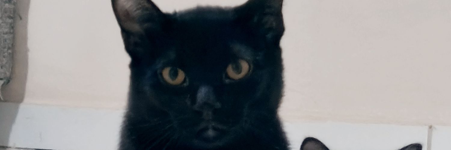 SteffanyNeves5's profile banner image