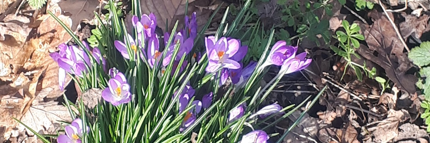 Bridget Carroll banner