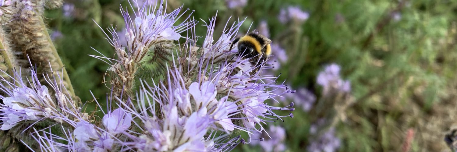 Harriet Bateman banner