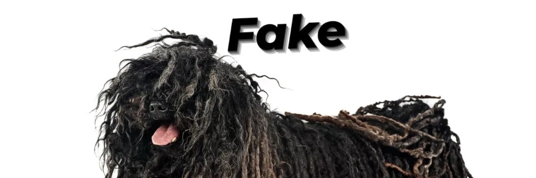 Con_Rotty🐾 banner