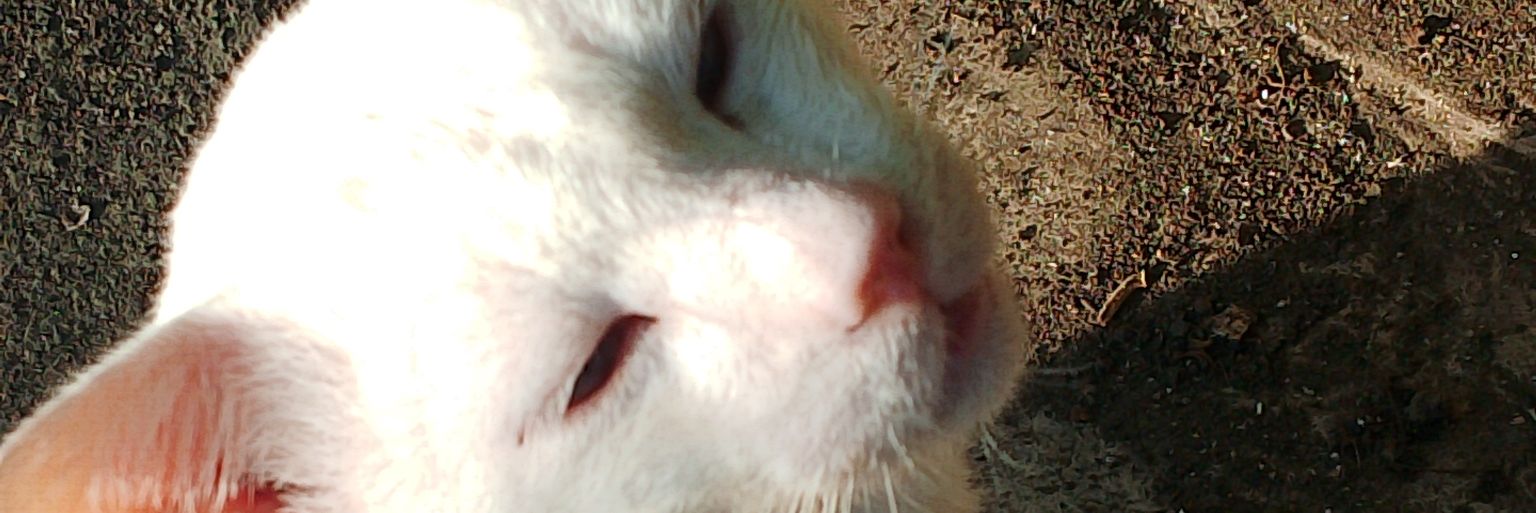 _talalily's profile banner image