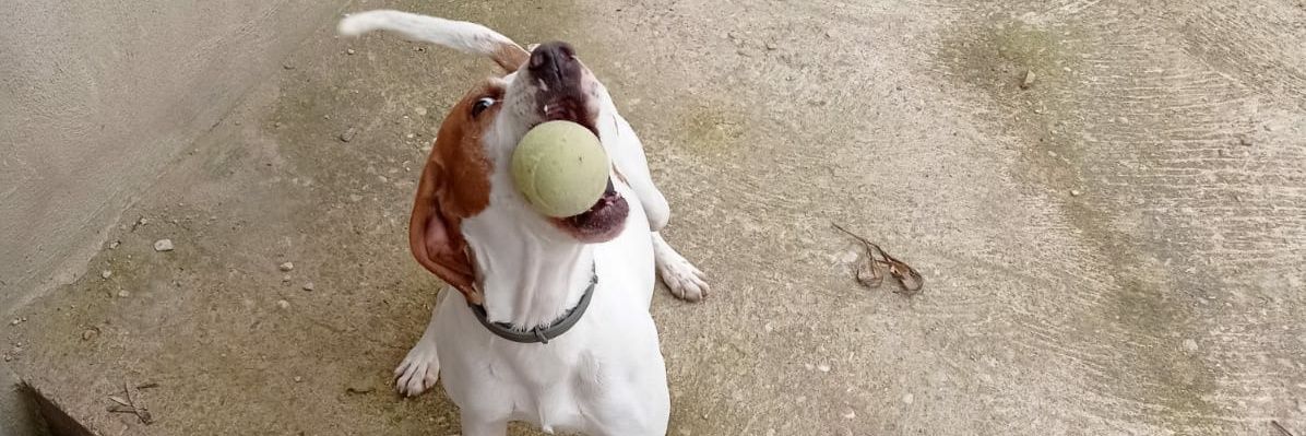 Alfooon (4°🏆 🇪🇦) banner