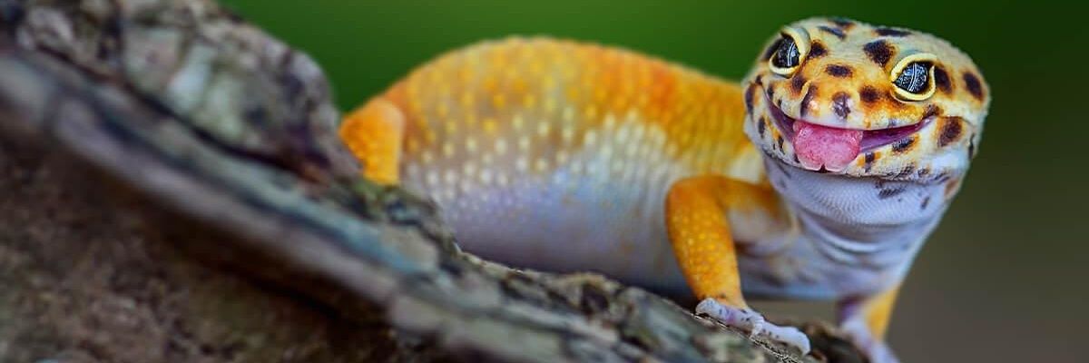 imightbethatv's profile banner image