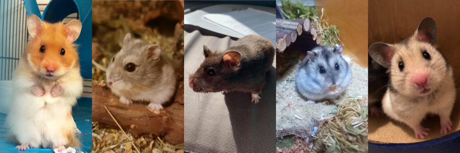 HamsterInfoIRE's profile banner image