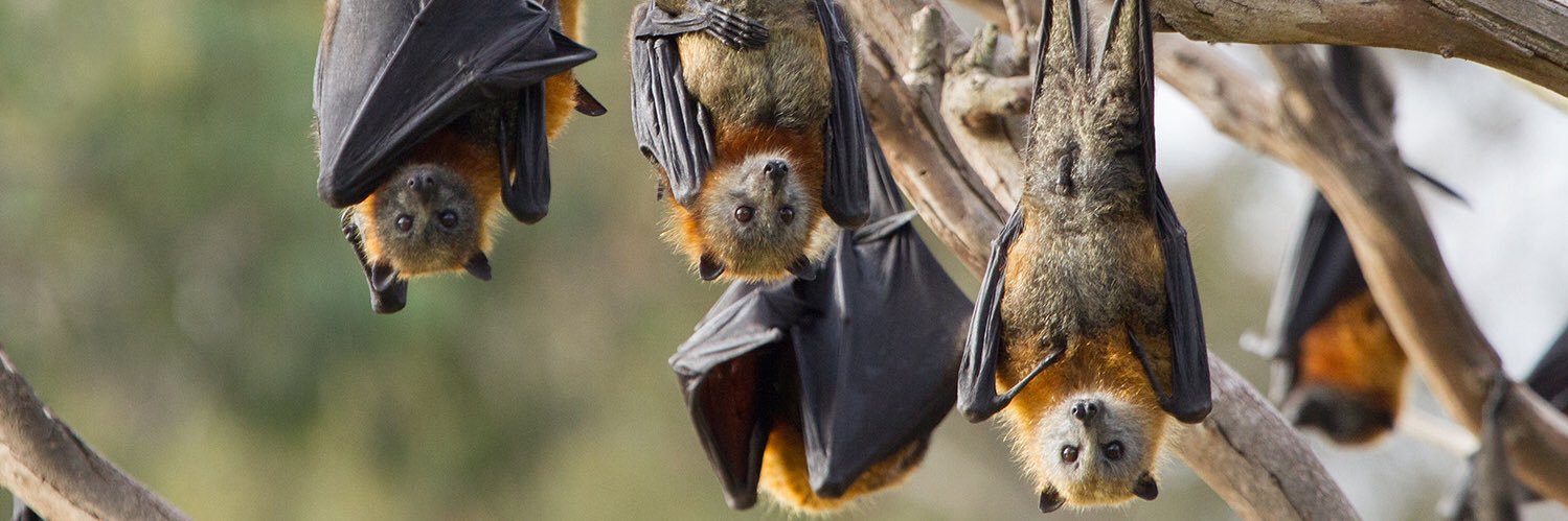 BirdandBatBoxes's profile banner image