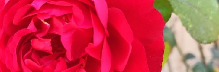 Giulia Rose banner
