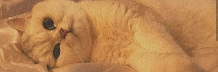 PinarAbbasi's profile banner image