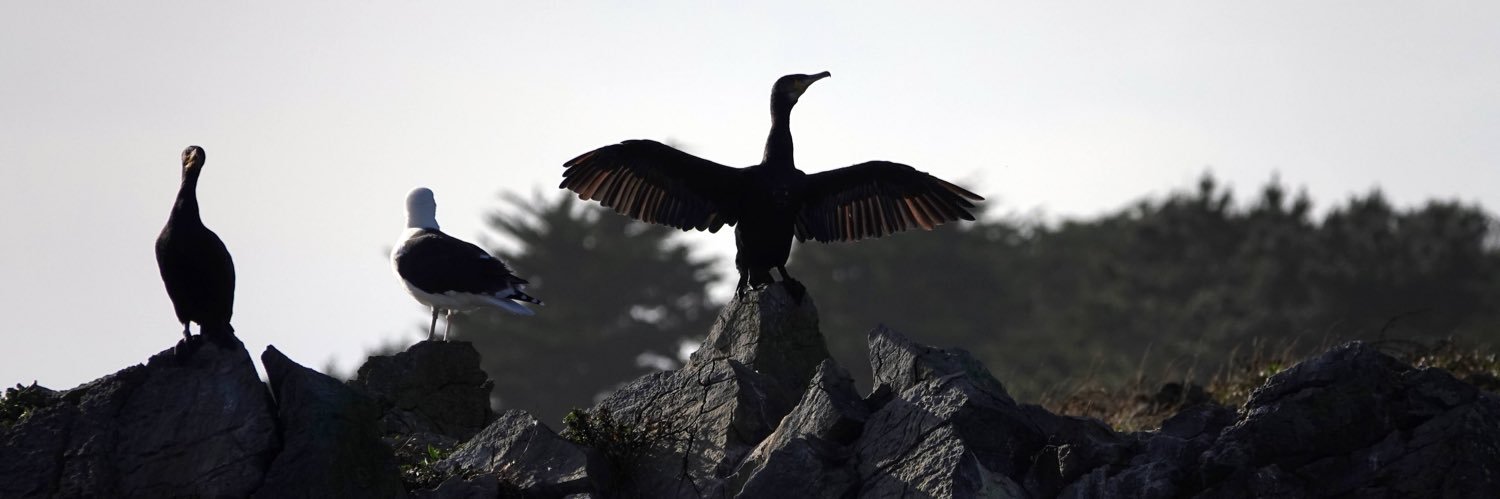 Ned - Yellowisnice banner