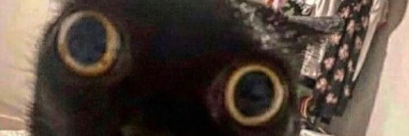 Catholic Sans banner